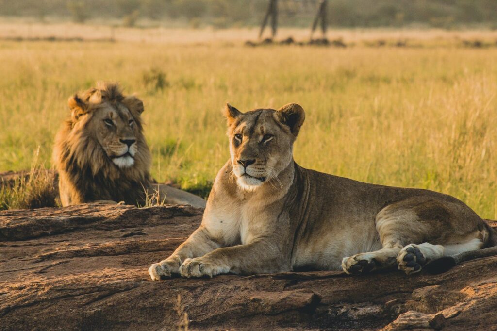 Sasan Gir Packages N Joy Tours and Travels Ahmedabad Best Holiday Packages